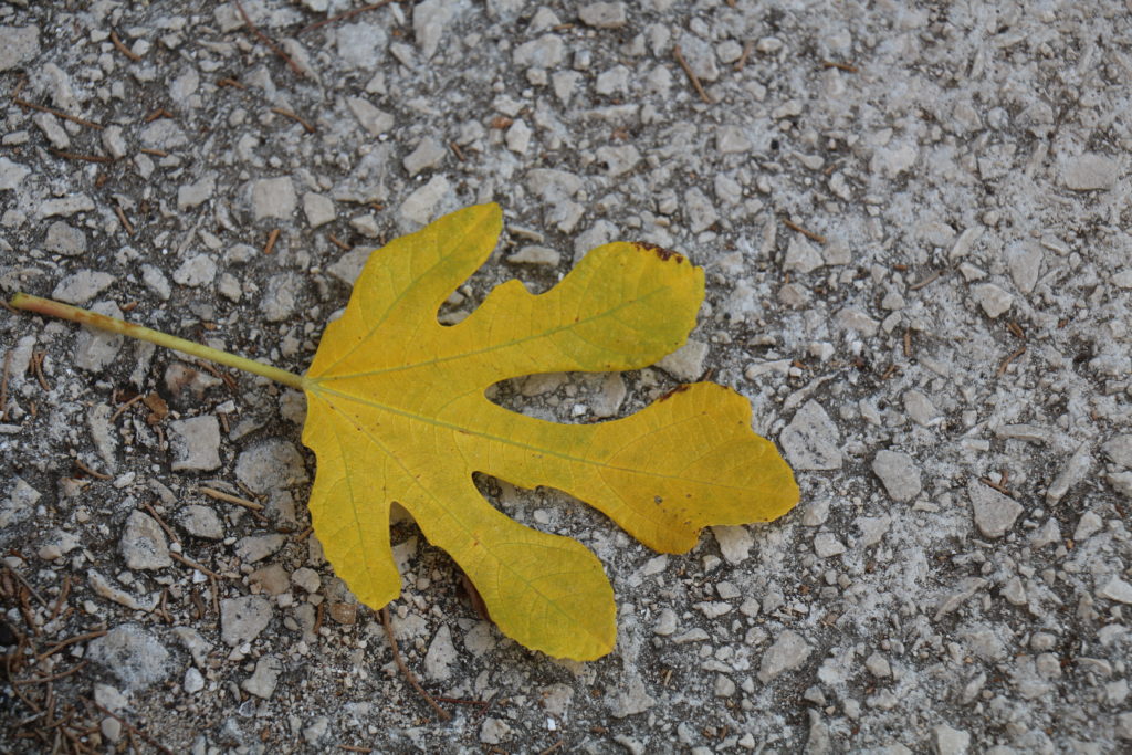 żółty liść figowca leżący na kamienistej drodze