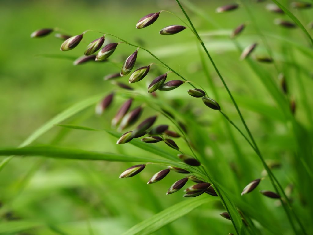 Zdjęcie trawy o nazwie perłówka