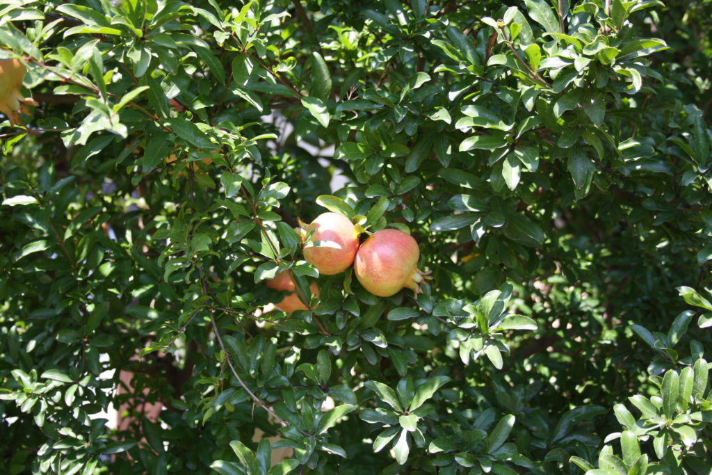 na drzewie, owoce granatu dojrzewające w słońcu