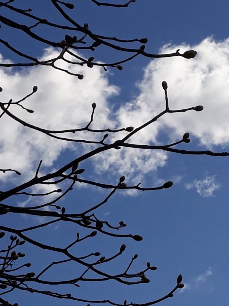 na niebieskim niebie białe postrzępione chmury, na pierwszym planie ciemne gałęzie z pąkami.