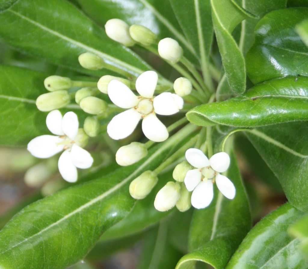 Trzy białe kwiaty, otoczone pączkami i liśćmi soczystego zielonego kolory