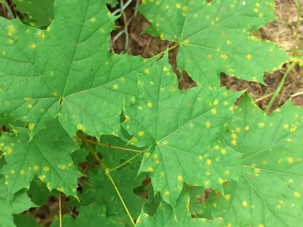 liście klonu, w żółte jesienne kropki